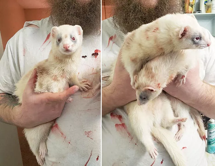 What makeup did you use to zombie-fy your ferrets?