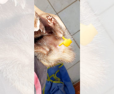 Why is my ferret’s vulva swollen?