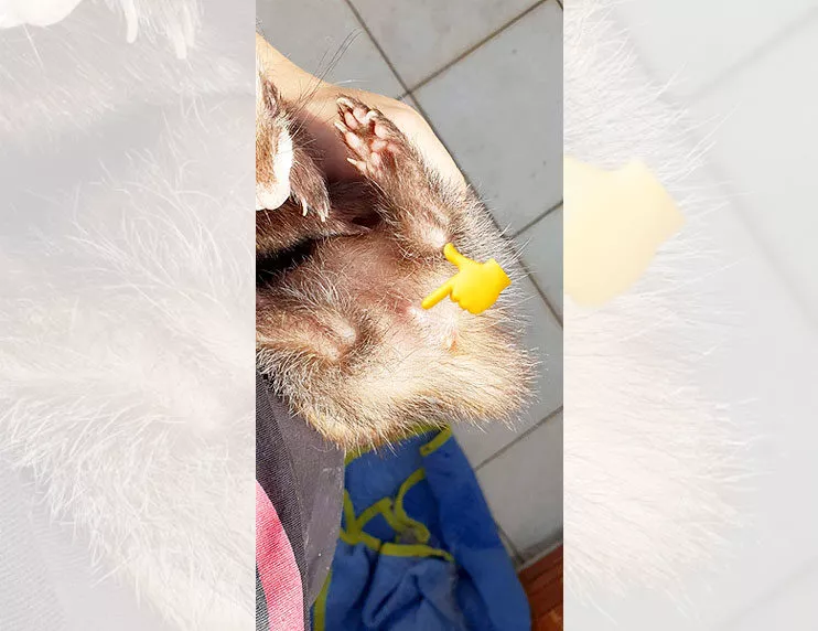 Why is my ferret’s vulva swollen?