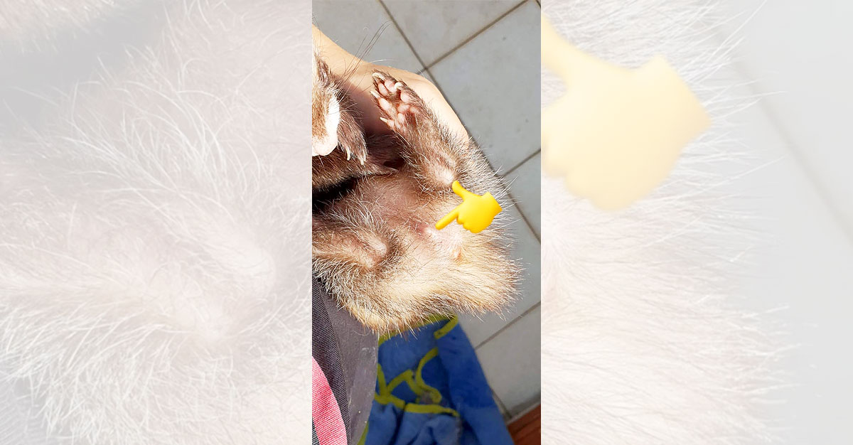 Why is my vulva swollen? Ferret World