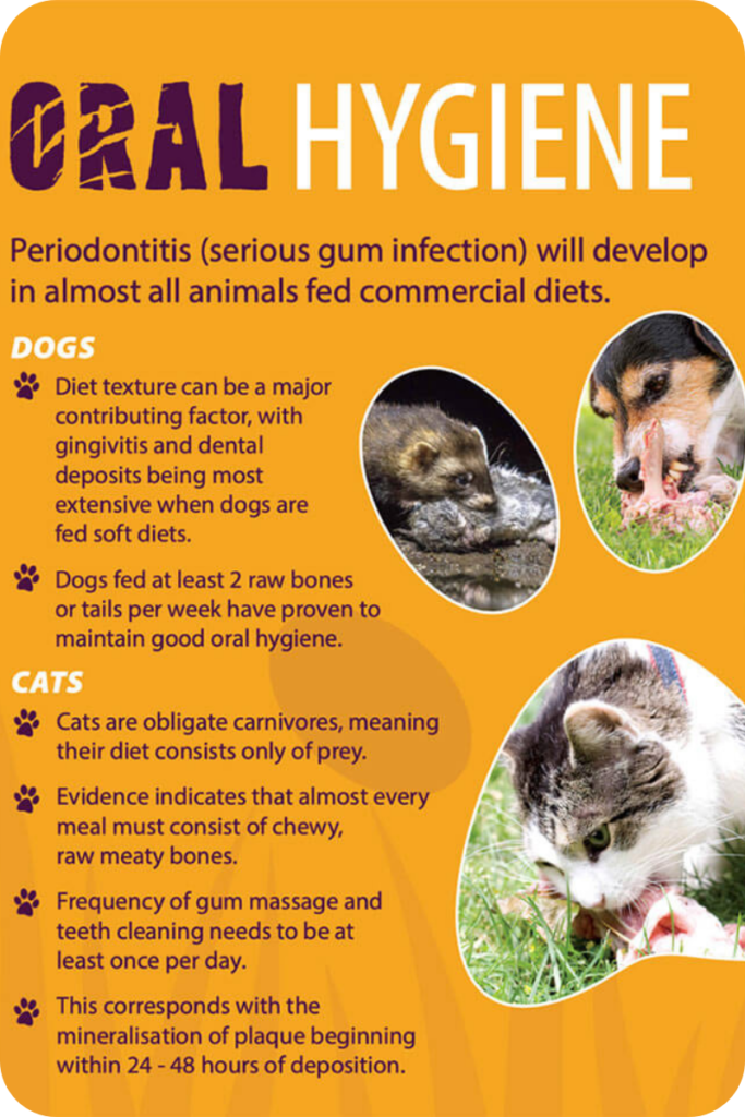 "Oral Hygiene:" An infographic displaying the benefits of raw feeding for pets' oral health.