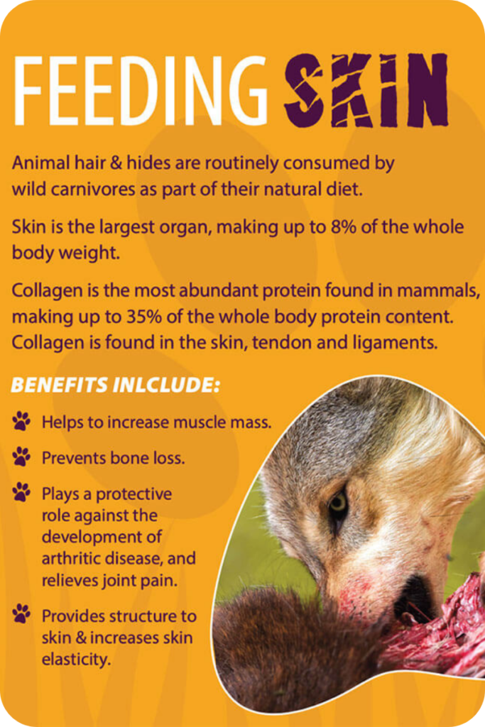 "Feeding Skin:" An infographic displaying the benefits of feeding skin in a raw diet.