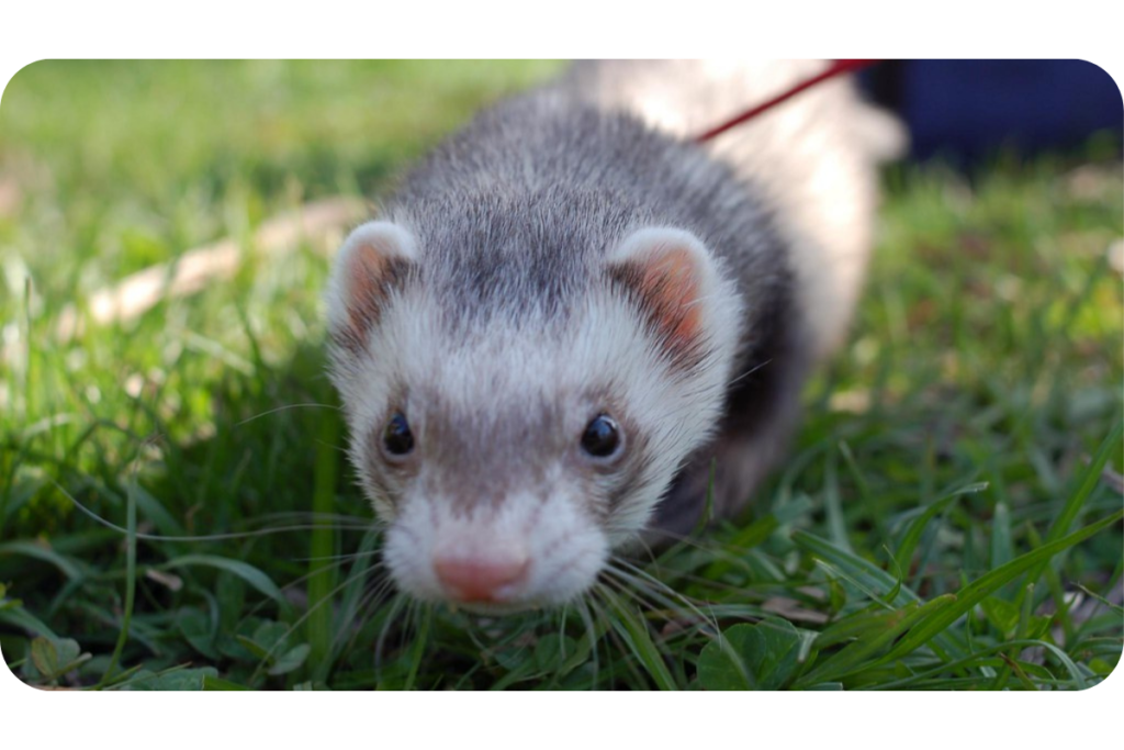 A ferret on a leash walks through the sunlit grass.