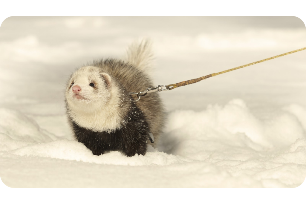 A ferret on a leash frolics through the thick snow.