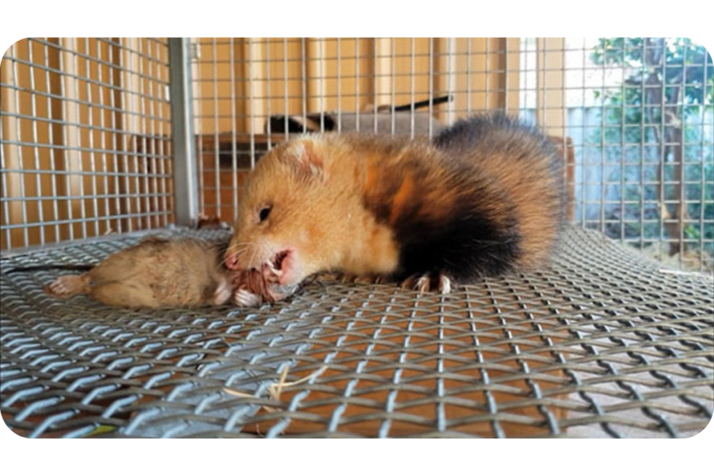 A ferret eats whole prey on a wire mesh floor, seemingly inside an outdoor crate.