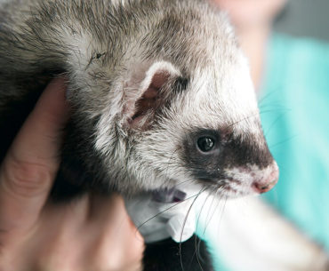 Should You Microchip Your Ferrets? The Pros and Cons.