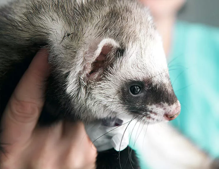 Should You Microchip Your Ferrets? The Pros and Cons.