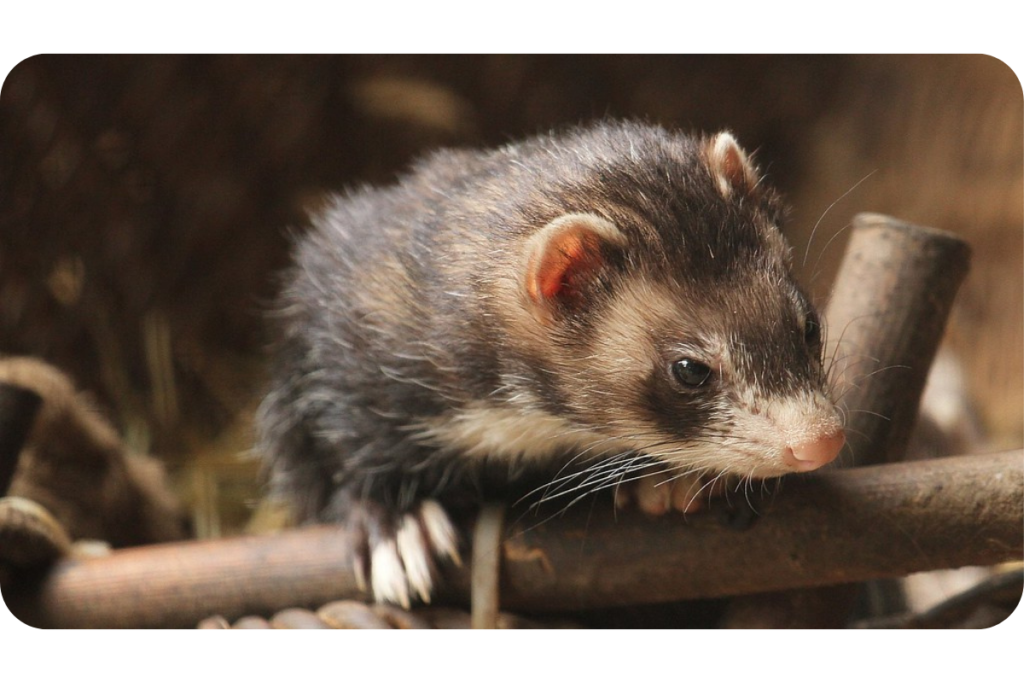 A ferret climbs on wooden enrichment items. 