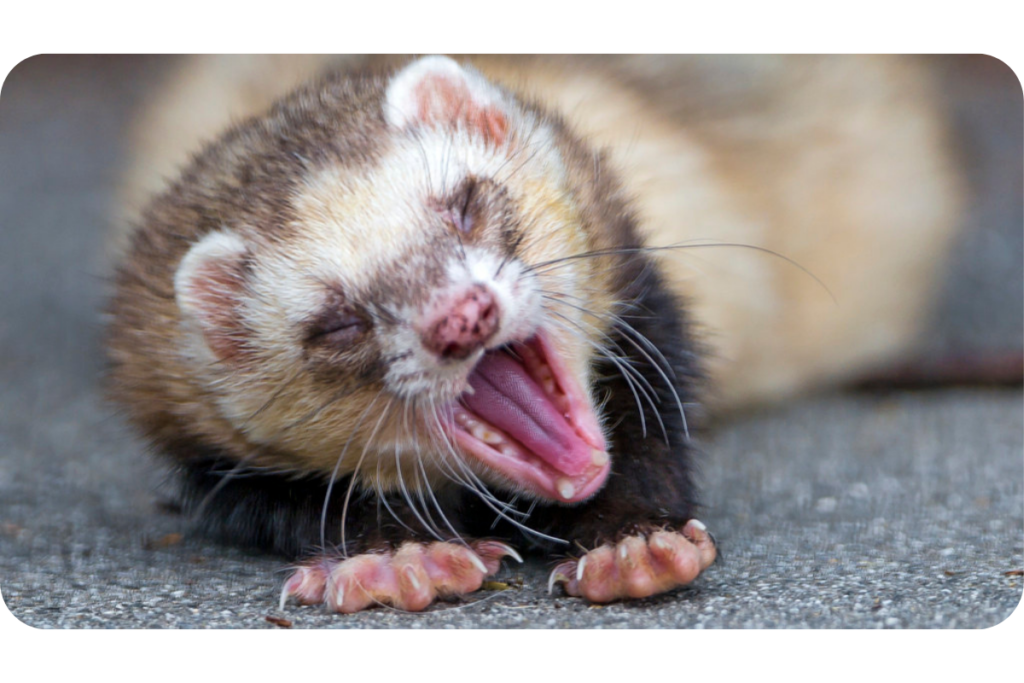 A ferret yawns and stretches on a grey floor.