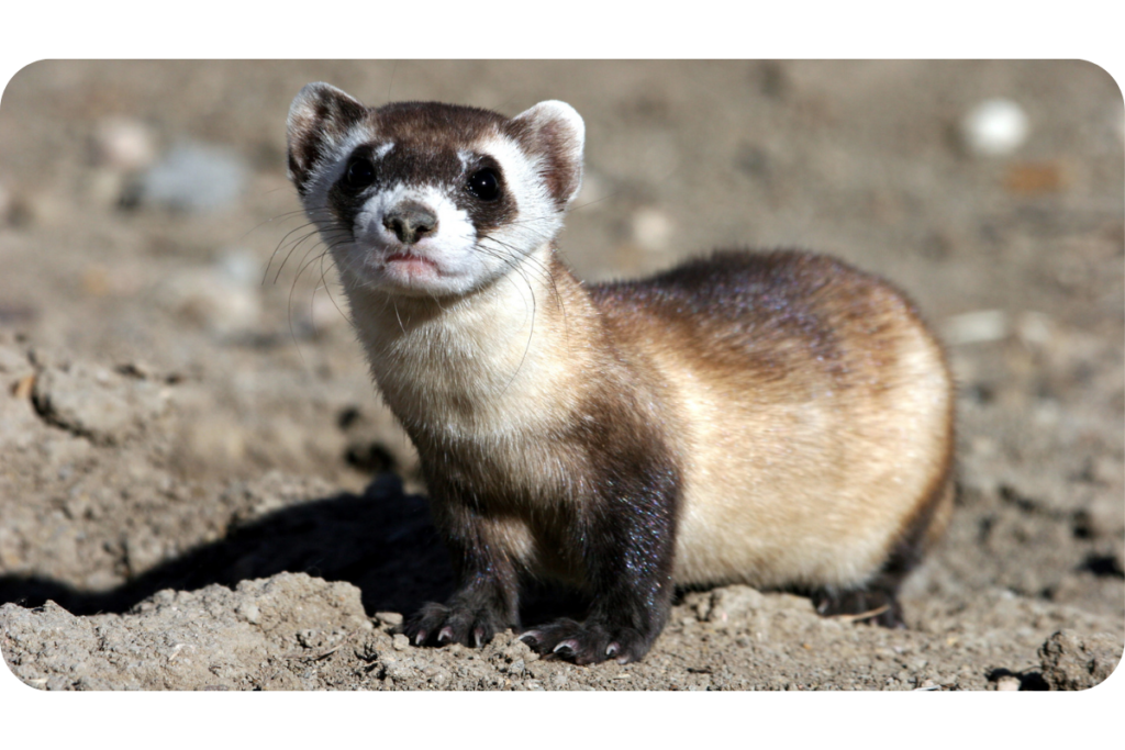 A black-footed ferret stands on the sandy ground.