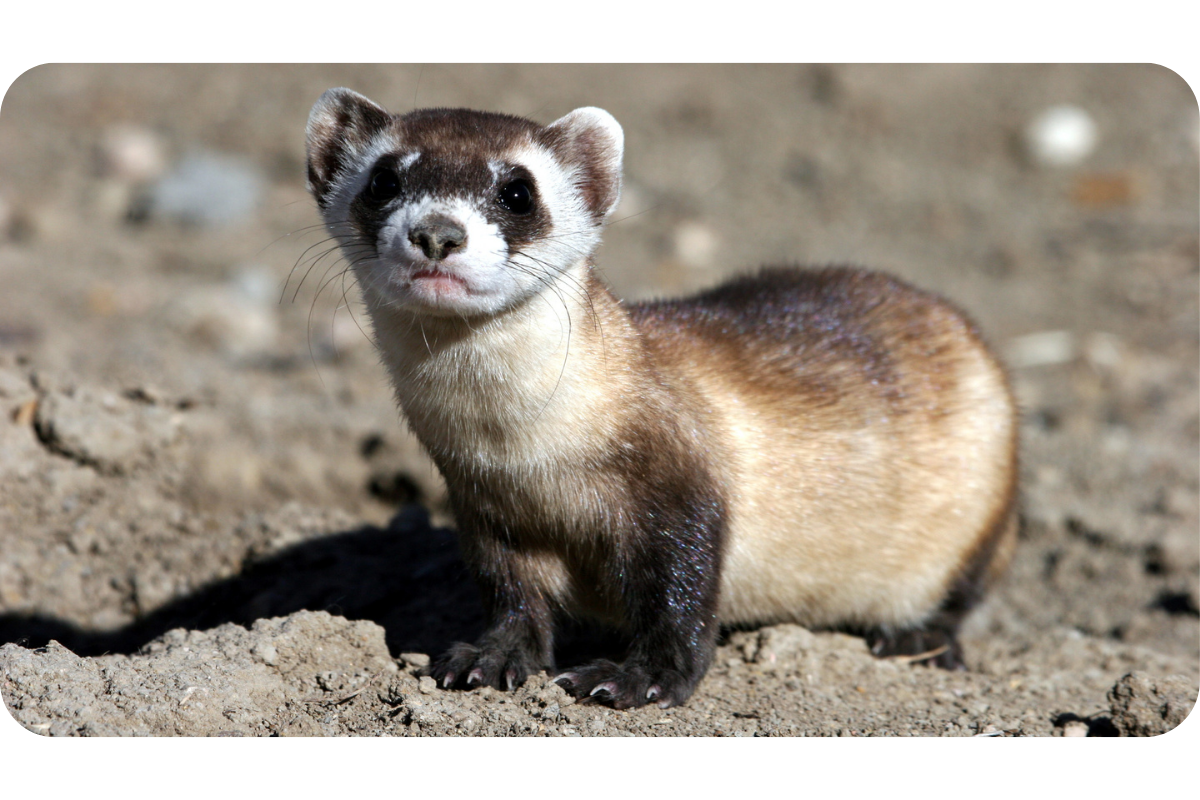 Are ferrets nocturnal? (FINALLY ANSWERED)