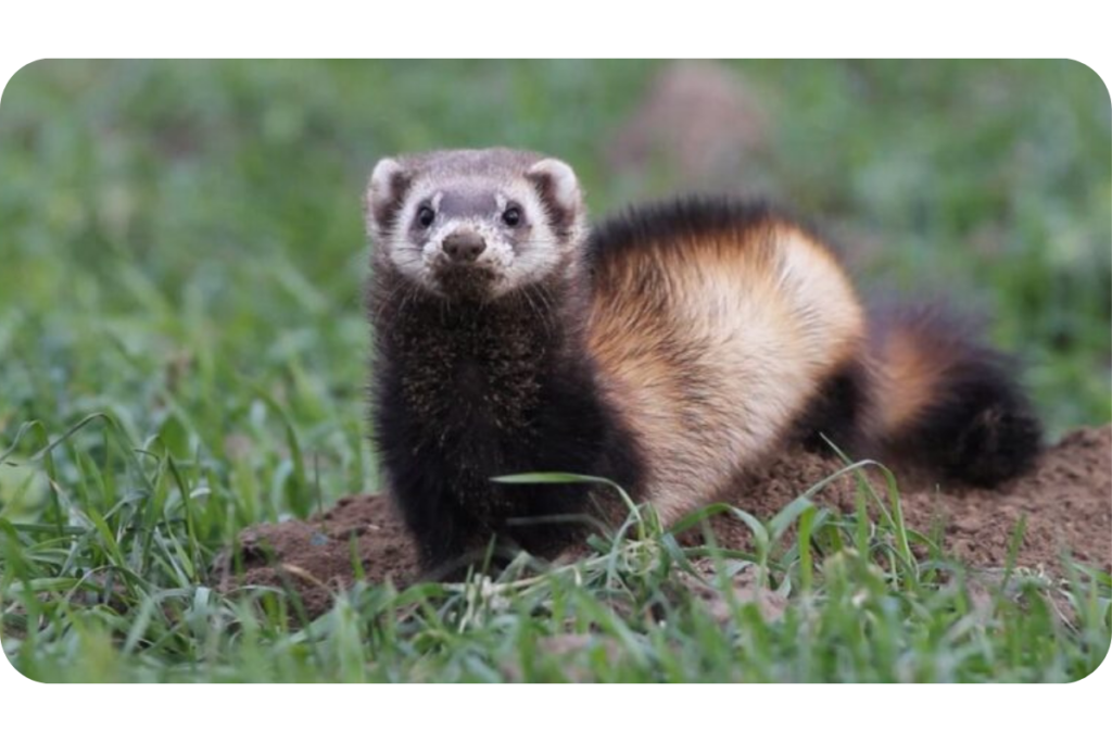 A steppe polecat, or Siberian polecat, stands in the grass. 