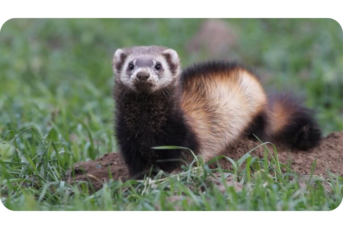 Are ferrets nocturnal? (FINALLY ANSWERED)
