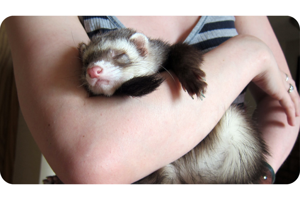 A person holds a ferret in their arms as it sleeps.