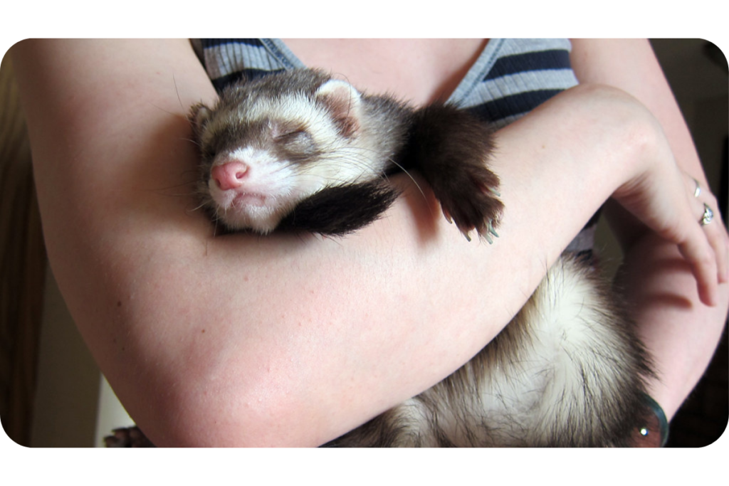 Cuddly ferret 2025