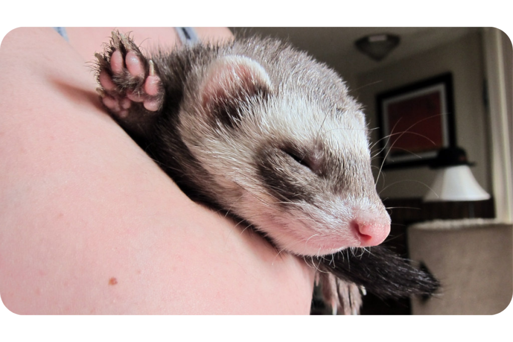 Someone cradles a sleeping ferret in their arms.