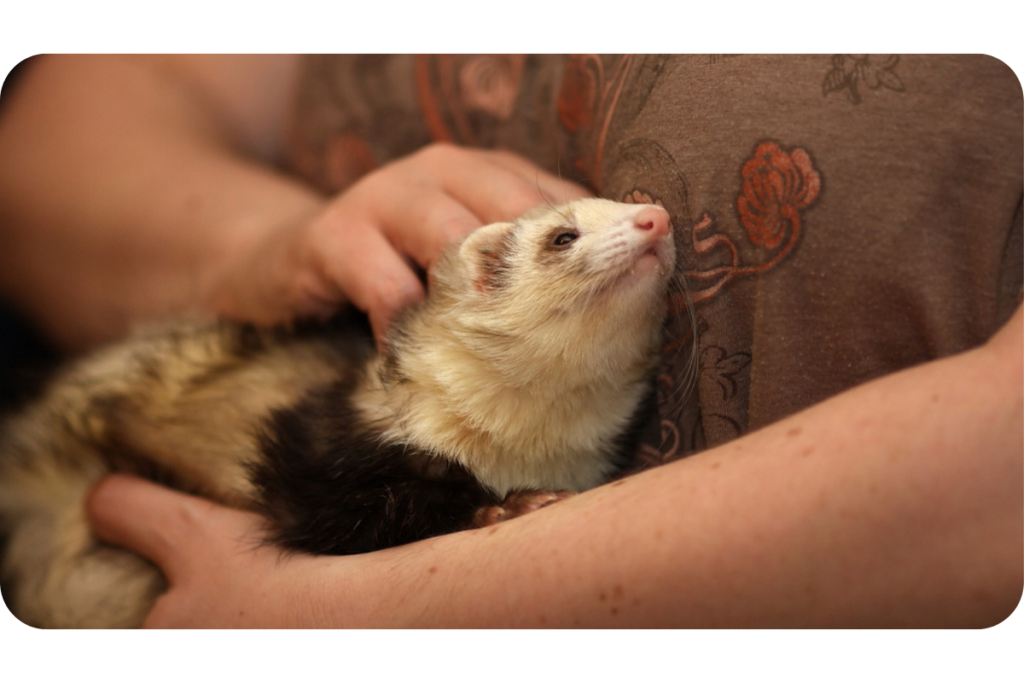 A ferret snuggles up to its human as the person scratches the ferret's head.