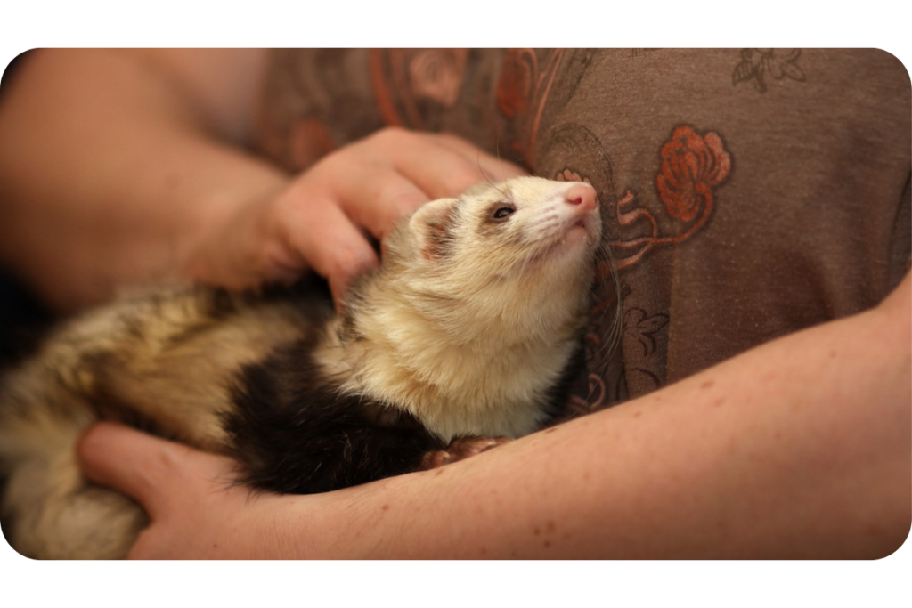 Do Ferrets Like to Cuddle If Not Why Not