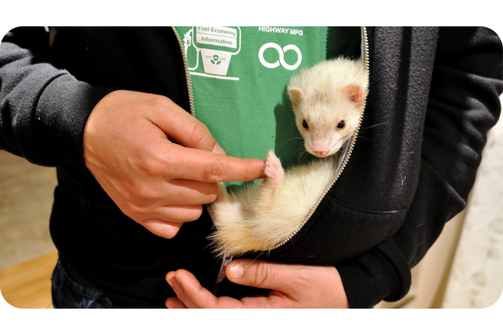 A person carries its ferret in the inside of their zip-up jacket. 