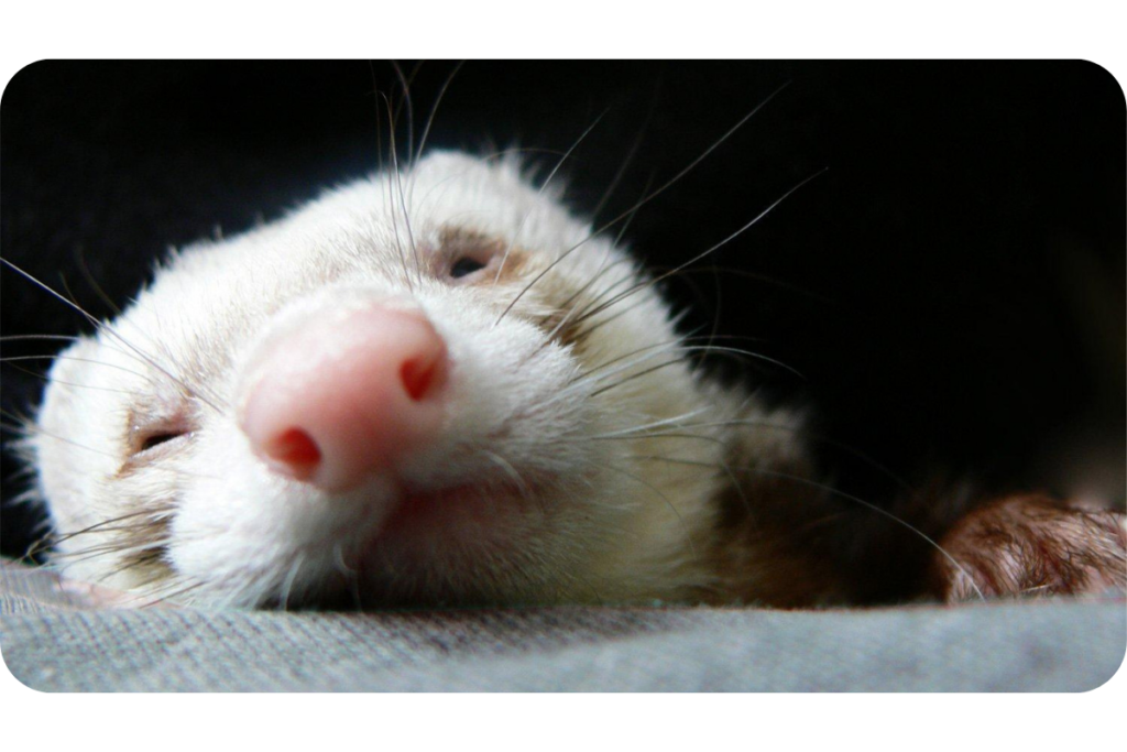 A sleepy ferret lays down close to the camera, its nose directly in front of the lens.
