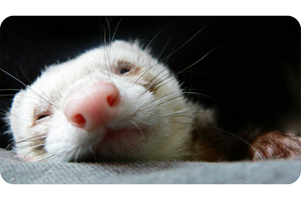 Do Ferrets Shed?: Understanding Their Shedding Habits