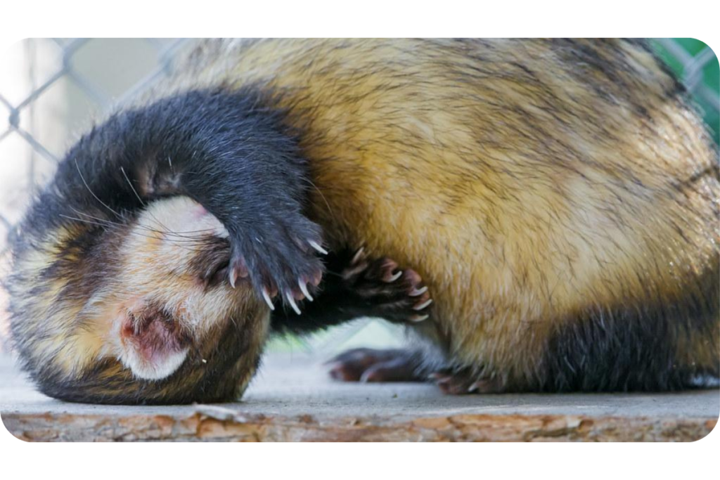 A ferret curls up on the floor with its paw covering its face.