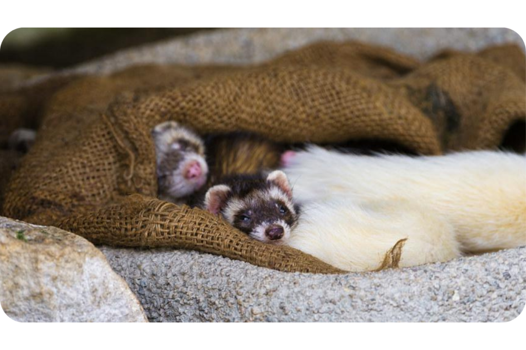 Three ferrets snuggle up to each other underneath a warm brown blanket.