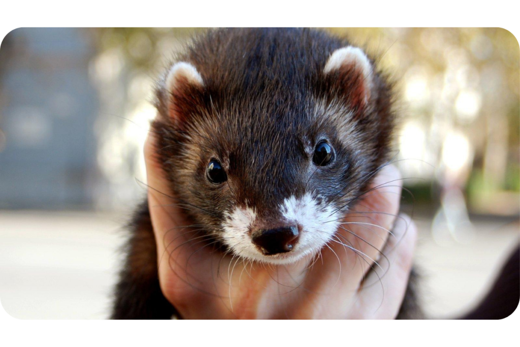 A black ferret with a white snout and white-tipped ears gazes into the camera lens, resting in someone's hand.