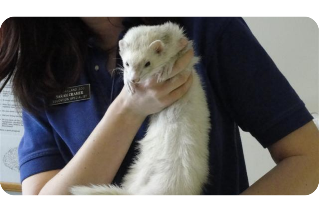 A veterinary technician wearing blue scrubs cradles a white ferret in their arms.