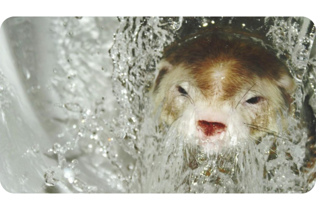 A ferret emerges from clear water.