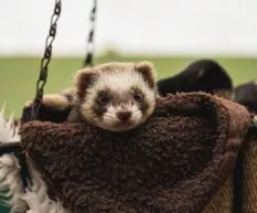 Do ferrets like to cuddle
