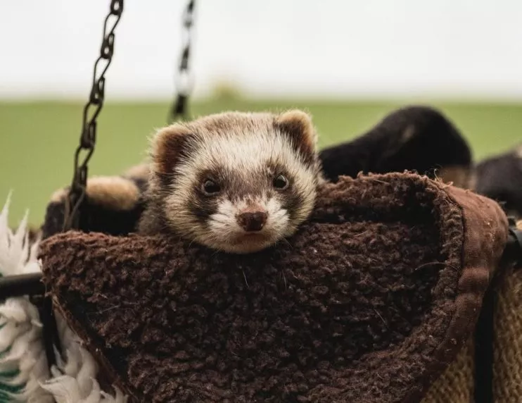 Do ferrets like to cuddle
