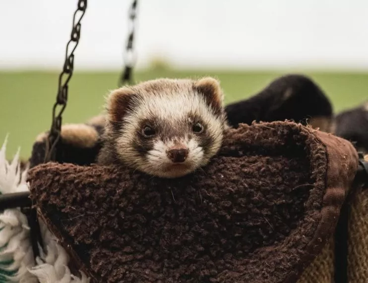 Do Ferrets Like to Cuddle If Not Why Not