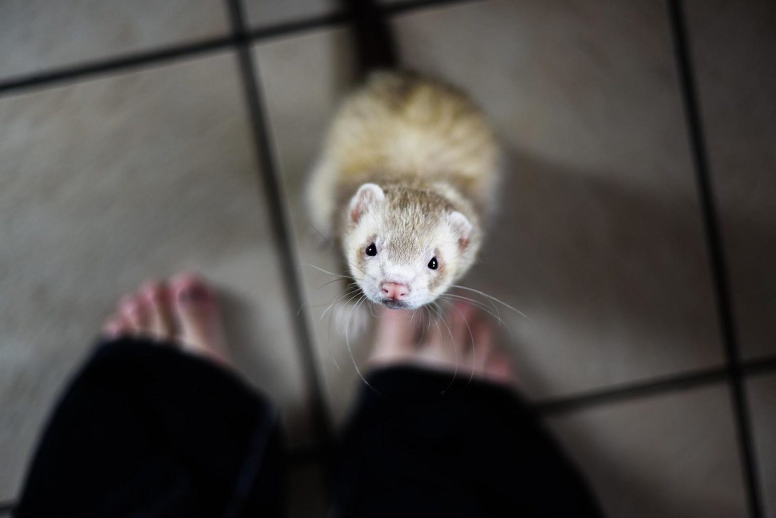Do ferrets like to cuddle? (And Why Not?)
