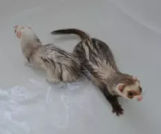 Can Ferrets Swim