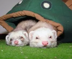 are ferrets nocturnal