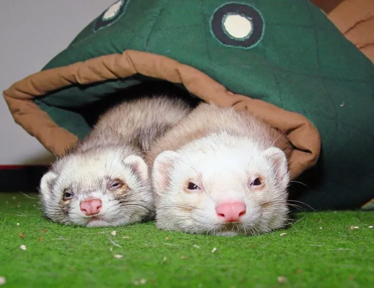 are ferrets nocturnal