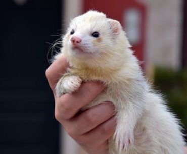 Do Ferrets Shed