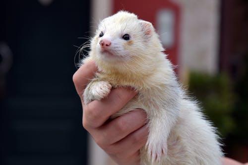 Do Ferrets Shed