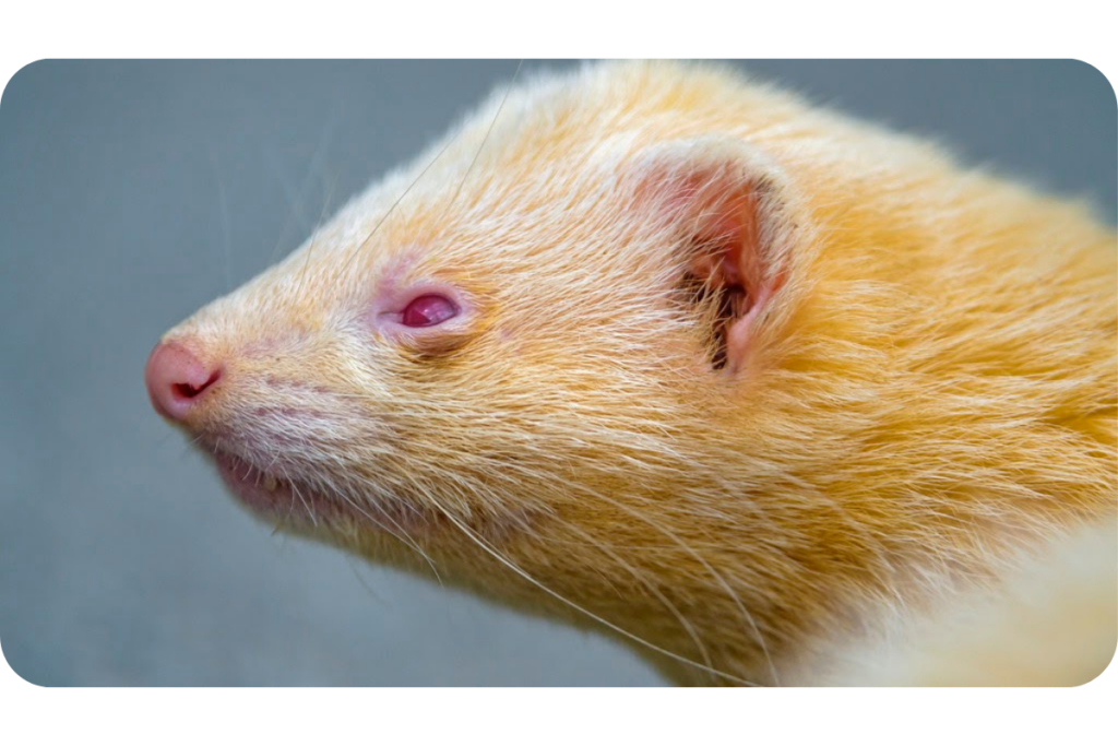 An albino ferret with a yellow tint on its fur and red eyes looks off into the distance. 