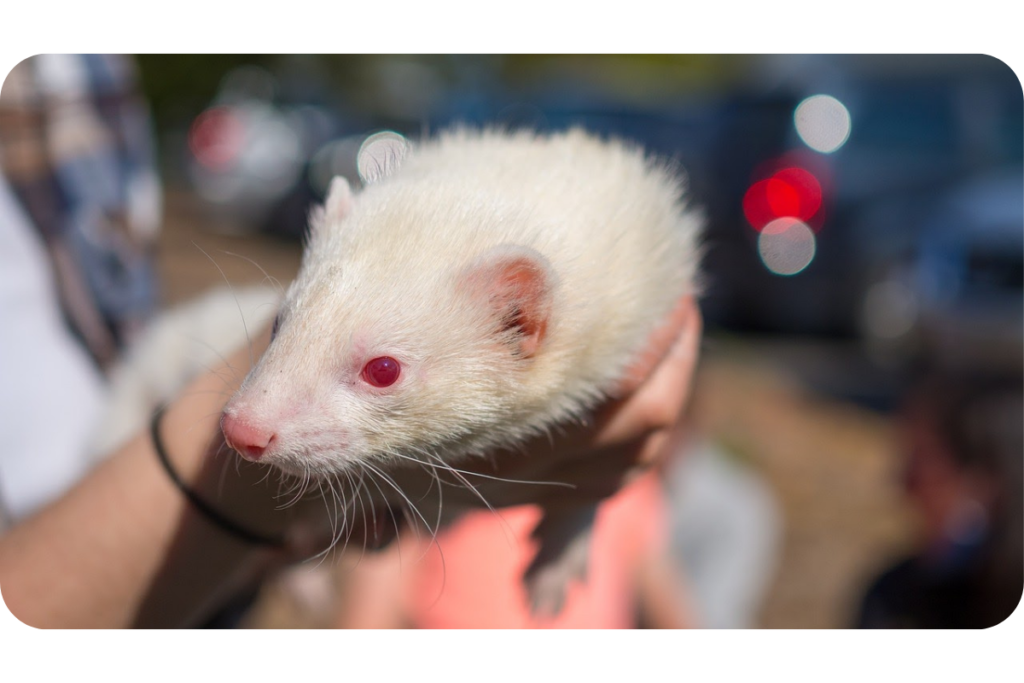 Someone holds an albino ferret in their hands. 