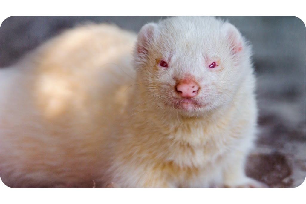 white ferret