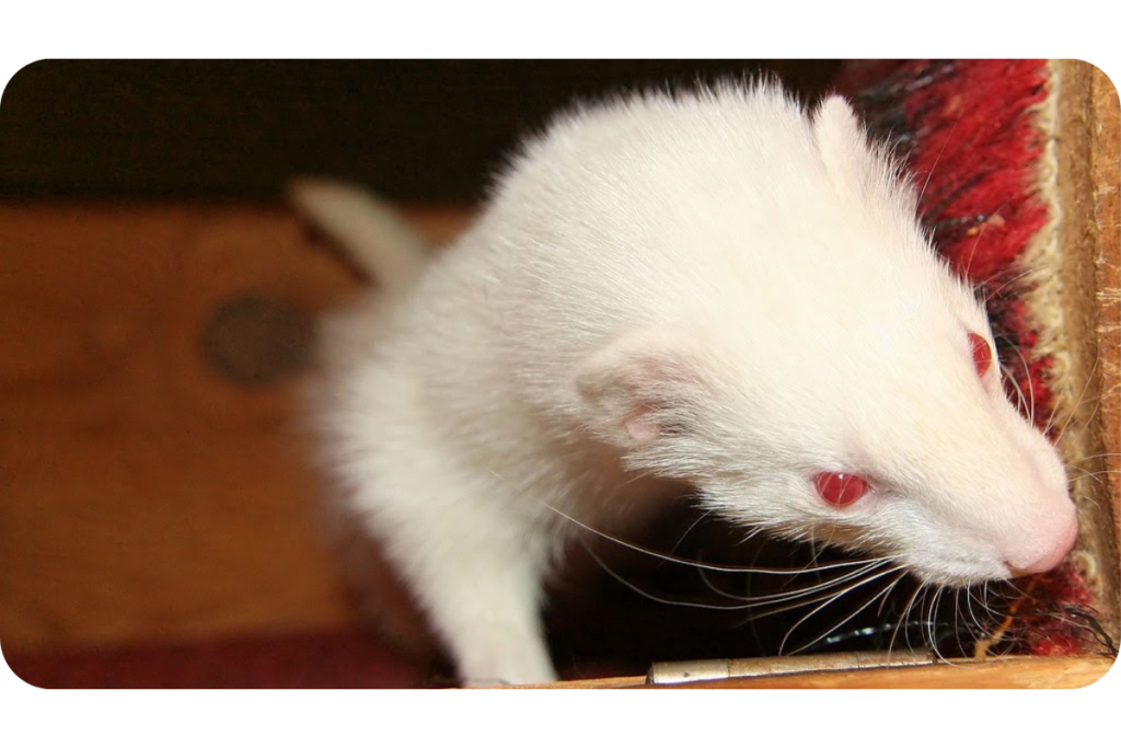 A white albino ferret stands up against a wall, as if it's trying to climb up over the edge. 