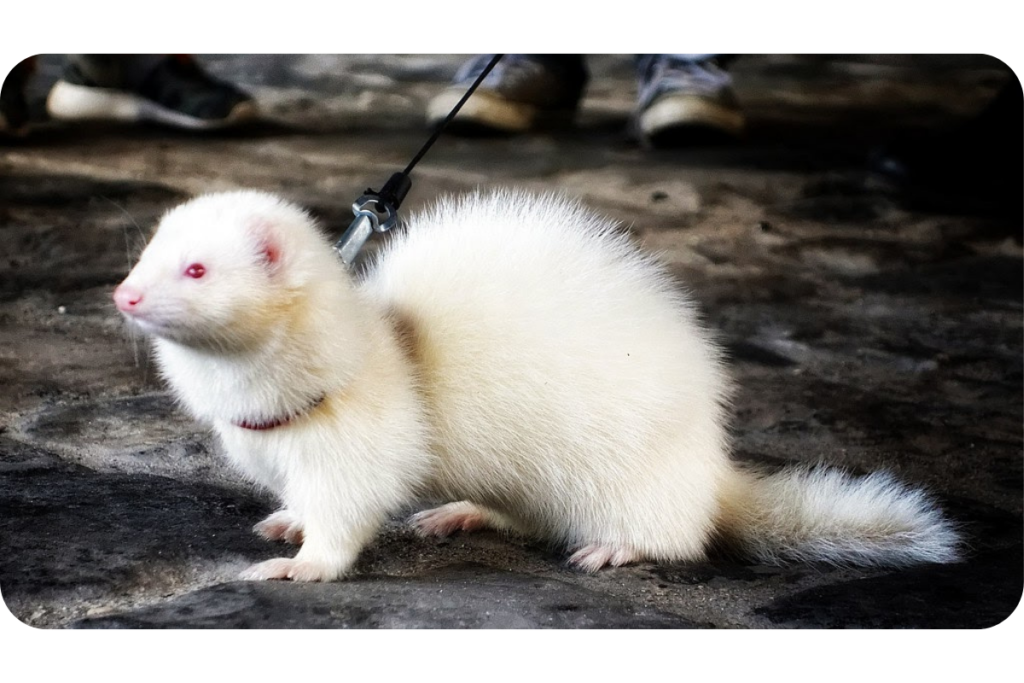 A bright white ferret stands on the ground, waiting to walk on its leash. 
