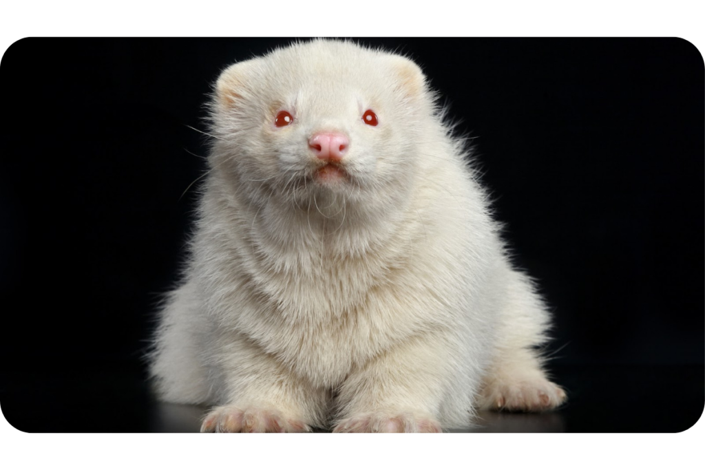 An albino ferret sits against a black background, staring into the camera. 