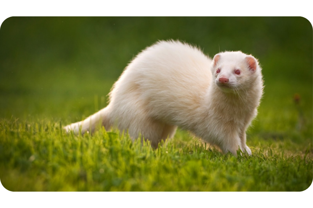 A white albino ferret stands in the sunkissed grass, looking out into the distance. 
