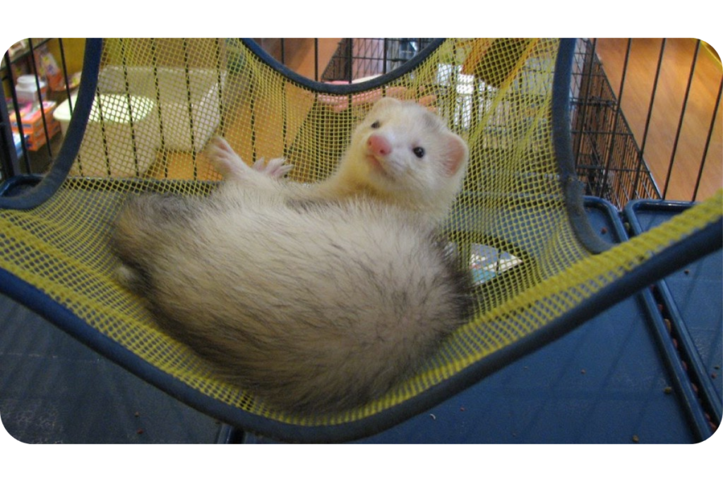 A ferret lounges in its hammock inside its cage. 