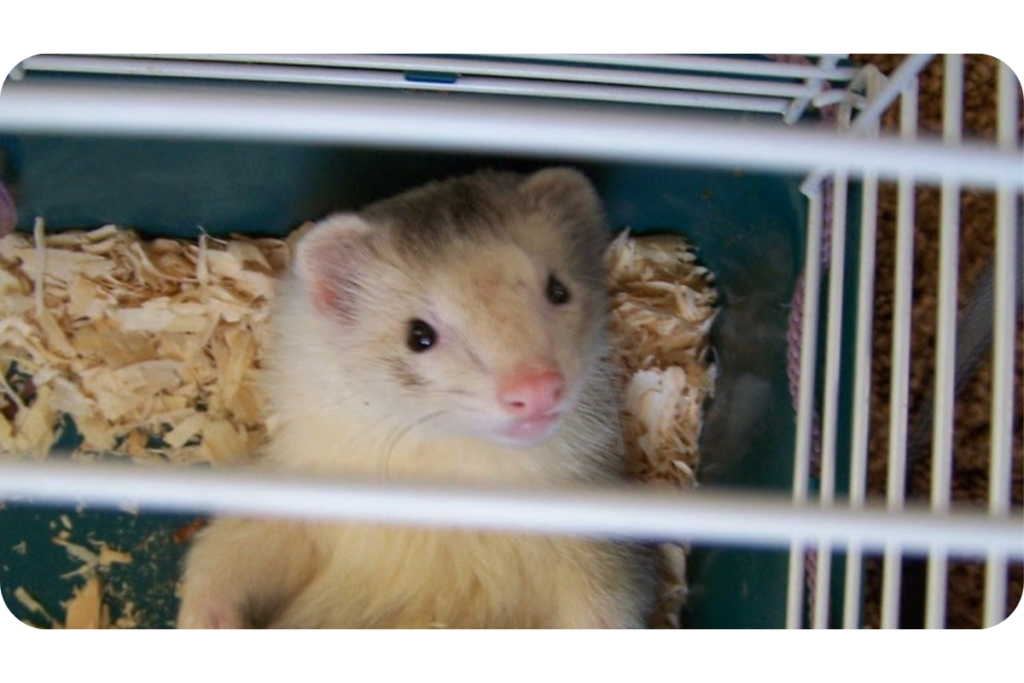 A white ferret lays on its back on top of what appears to be woodchip substrate on the floor of its cage.