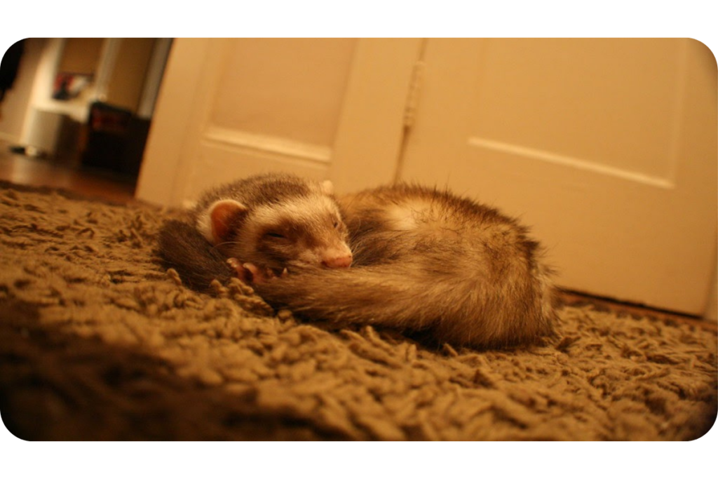 A ferret lays on a carpet, wrapped up by its fluffy tail. 