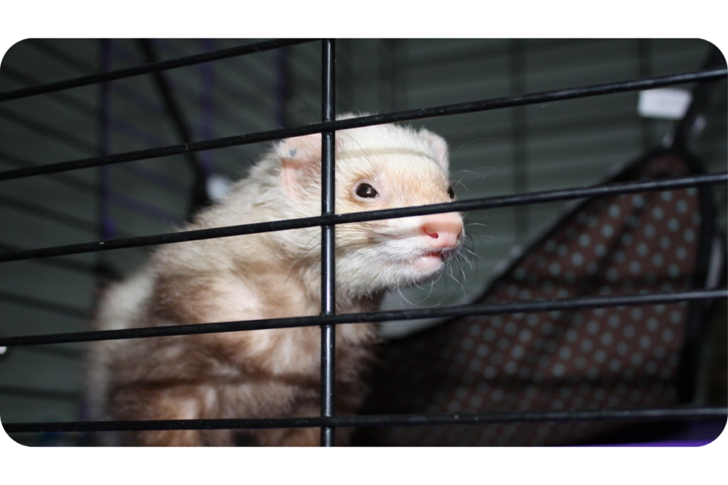 A curious ferret looks outside the wire walls of its cage. 